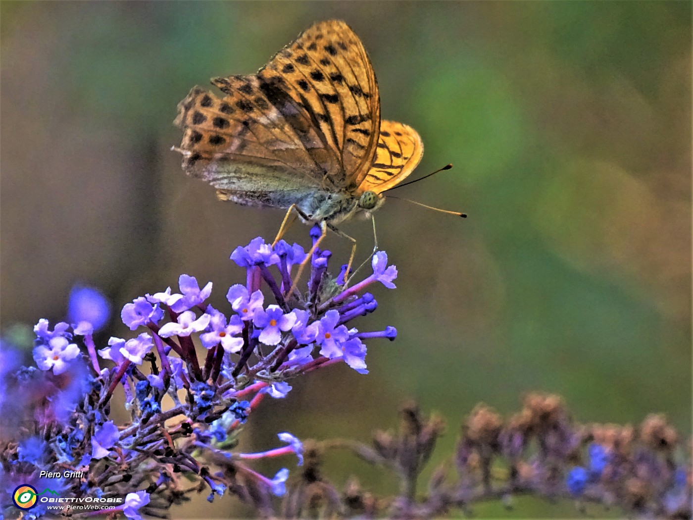 73 Buddleia-Albero delle farfalle sulla stradetta per Palestra di roccia.JPG